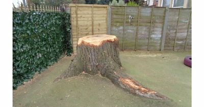 Nearly £10k worth of fines issued after four trees illegally removed in Newark