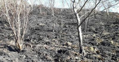 Moorland 'catastrophe' feared with 24 fires in last four days just as spring blooms