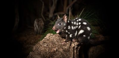 Research reveals 111 times Australian quolls reportedly chewed on human corpses