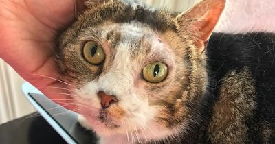 Stray cat found in Horden with horrific facial injuries makes astonishing recovery
