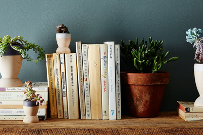 12 plants that improve air quality