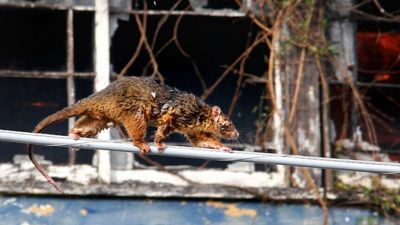 Wildlife caused 445 Queensland electricity network outages in 2021, says Energex