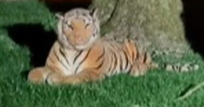 Police called to 'tiger' on loose - only to discover it was a stuffed animal