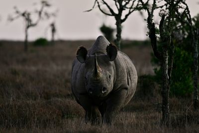 'Rhino bond' charges onto markets to save S. African animals