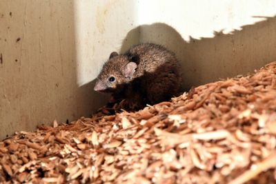 Male contraceptive pill 99% effective in mice, for human trials