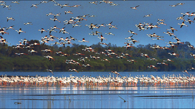 Centre to take up dredging in Pulicat lake
