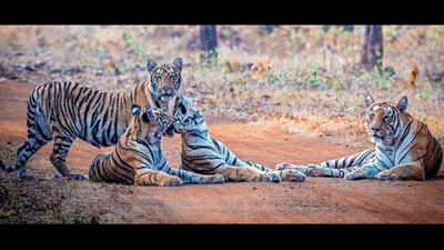 Hotel business checks in after Covid ‘checks out’