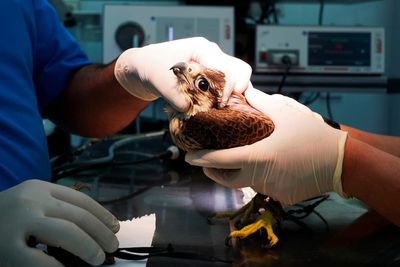 A top-notch hospital in Doha is busy. Only falcons allowed.