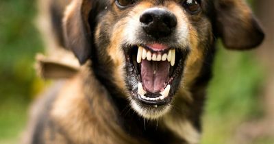 'People say my dog's name is offensive - strangers have a go at me in the park on walks'