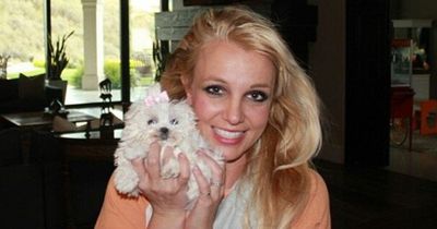 Britney Spears admits she still loves dogs despite being attacked by two in her life