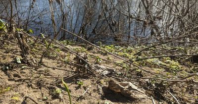 Glasgow River Clyde littered with 'thousands' of wet wipes and sanitary products