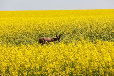 Humans may give viruses to animals in ‘spillback’ events more often than previously thought