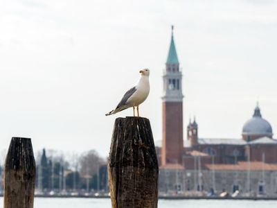 Venice tourists given water pistols to fend off aggressive seagulls