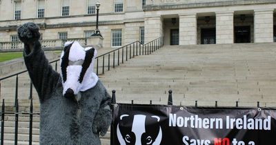 Edwin Poots to green light badger cull over TB in cattle