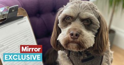 'My dog looks just like an old man - he acts like a stubborn one too'