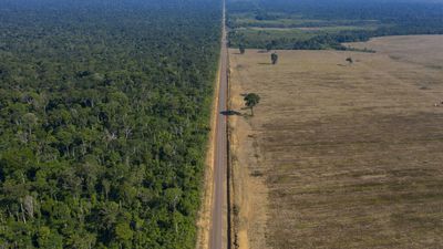 'Underestimated' tropical forests hold key to cooling planet: report