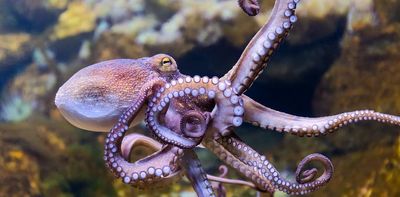 Octopus farms raise huge animal welfare concerns - and they're unsustainable too