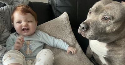 Toddler still gets daily treat for beloved family dog who died from cancer