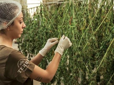 Crypto Carbon Credits For Hemp Growers? It's A $10B Market Opportunity & This Company's On It