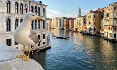 Venice hotel guests issued with water pistols to shoot gulls