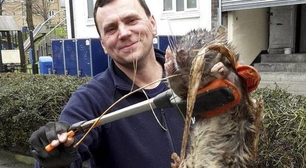 Giant rat found in London: Gas engineer finds rodent 'bigger than small  child', The Independent