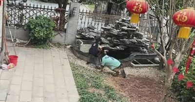 Clever dog saves little boy from falling in pond - then comes to the rescue again