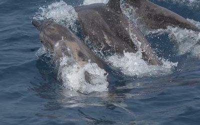 Rough-toothed dolphins sighted first time ever in Indian waters