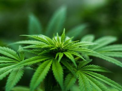 Berner's Cookies Expands In Australia Via Partnership With Cannabis Franchisor Releaf Group