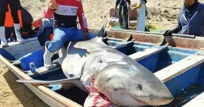 Fisherman poses with corpse of huge shark in revenge attack for killing diver