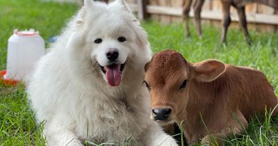 Adorable dog becomes best friends with orphaned baby cow to 'stop him feeling sad'