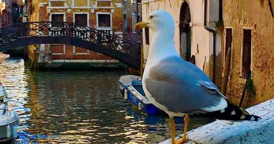 Four-star hotel arms guests with water guns to protect them from seagull attacks