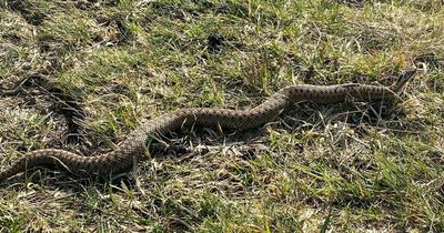 Venomous snake spotted on popular dog walking route in Wales