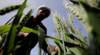 Egypt in Talks with Argentina, India and US on Wheat Imports