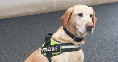 Police dog Jess sniffs out drugs valued at £36,000 in raid on Co Down property linked to UDA