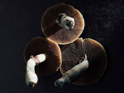 Five Companies Developing Second Generation Psychedelics For Mental Health