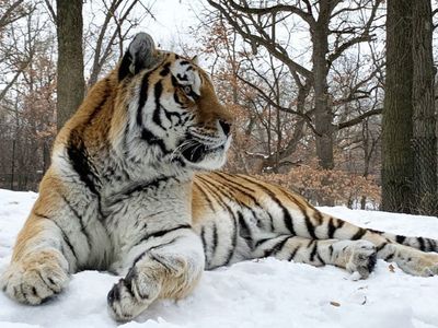 'Putin' the tiger dies at Minnesota Zoo following cardiac failure during medical procedure