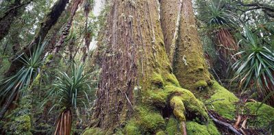 Tasmania’s forests are burning more as climate change dries them out. Our old tools can’t fight these new fires