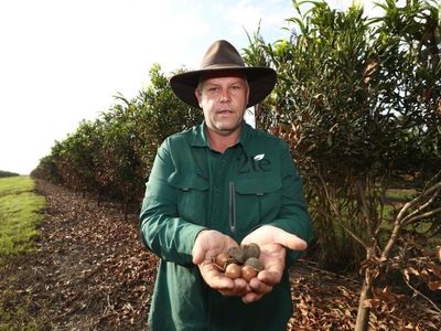 Macadamias bouncing back in flood hit NSW