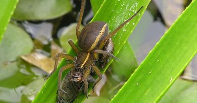 Spiders the size of your palm and able to walk on water on the rise in the UK