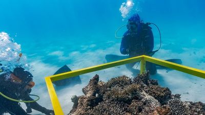 Ningaloo Reef facing heightened coral bleaching risk, putting Exmouth tourism operators on alert