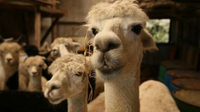 NSW fox numbers increase demand for alpacas as guardian animals