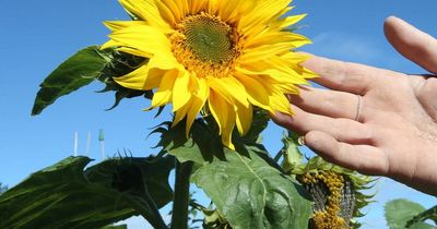 UK running out of sunflower oil due to Ukraine war and food labels are now wrong