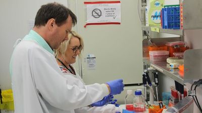 Adelaide researchers discover potential treatment for myelofibrosis