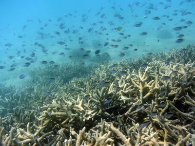 Reef in grip of new mass bleaching event