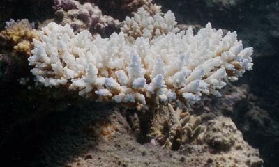 Great Barrier Reef authority confirms unprecedented sixth mass coral bleaching event