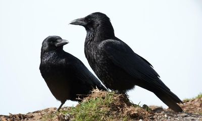 Country diary: Clever corvids with cravings for cockles