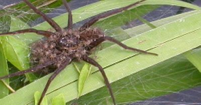 Britain's biggest spider comes back from the brink of extinction