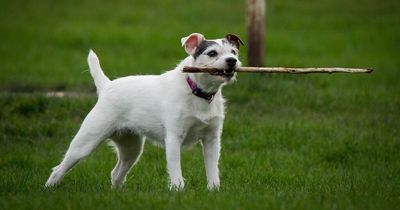 New 'unconventional' Ayrshire dog walking park gets approval from planners