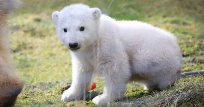 UK's youngest polar bear is named as he takes his first steps outside