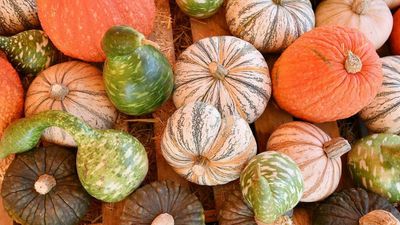 Saving Egyptian Pumpkins Is Key For Biodiversity And Future Farmers, Scientists Say